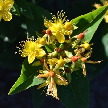 Hypericum 'Chocolate Jewel' (063097)