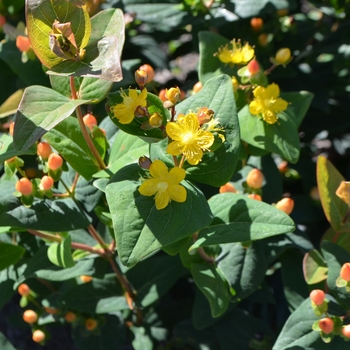 Hypericum 'Go Carmine' (063098)