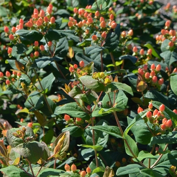 Hypericum 'Go Carmine' (063100)