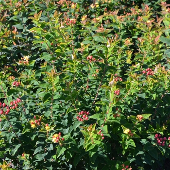 Hypericum 'Go Cherry' (063105)