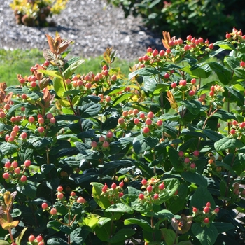 Hypericum 'Go Crimson' (063112)