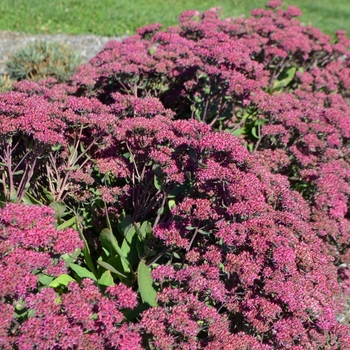 Sedum 'Mr. Goodbud' (063114)