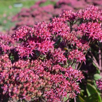 Sedum 'Mr. Goodbud' (063116)