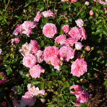 Rosa 'Sweet Drift®' (063118)