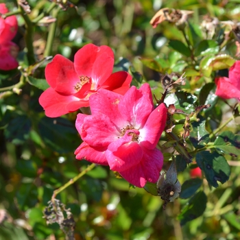 Rosa Meidiland® '' (063121)