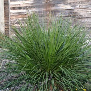 Dasylirion texanum 'Linares Blue' (063137)