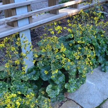 Farfugium japonicum 'Aureomaculata' (063138)