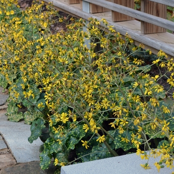 Farfugium japonicum 'Aureomaculata' (063139)