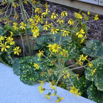 Farfugium japonicum 'Aureomaculata' (063140)