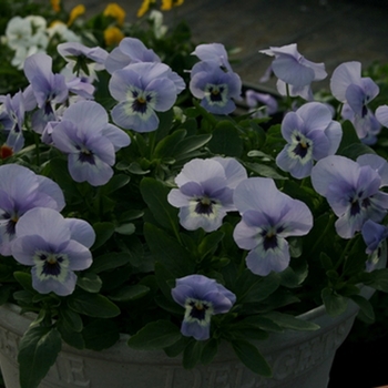 Viola cornuta 'Shangri-La Marina' (063145)