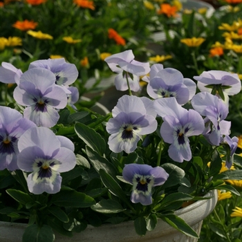 Viola cornuta 'Shangri-La Marina' (063147)