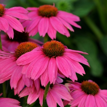 Echinacea purpurea 'PowWow Wild Berry' (063148)