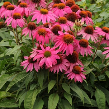 Echinacea purpurea 'PowWow Wild Berry' (063149)