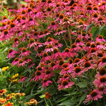 Echinacea purpurea 'PowWow Wild Berry' (063150)