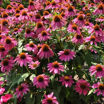 Echinacea purpurea 'PowWow Wild Berry' (063151)