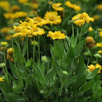 Gaillardia x grandiflora Mesa™ '' (063158)