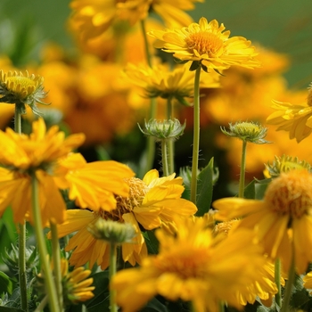 Gaillardia x grandiflora Mesa™ '' (063159)