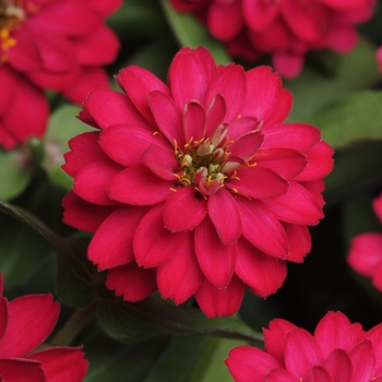 Zinnia marylandica Double Zahara™ '' (063178)