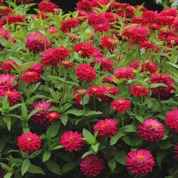 Zinnia marylandica Double Zahara™ '' (063179)