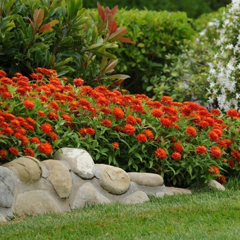 Zinnia marylandica Double Zahara™ 'Fire' (063180)