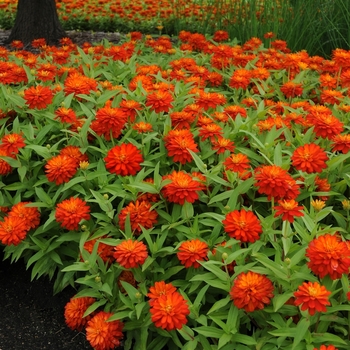 Zinnia marylandica Double Zahara™ 'Fire' (063181)