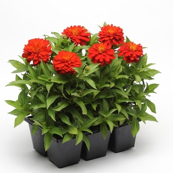 Zinnia marylandica Double Zahara™ 'Fire' (063182)