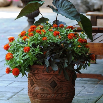 Zinnia marylandica Double Zahara™ 'Fire' (063183)