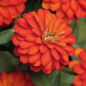 Zinnia marylandica Double Zahara™ 'Fire' (063184)