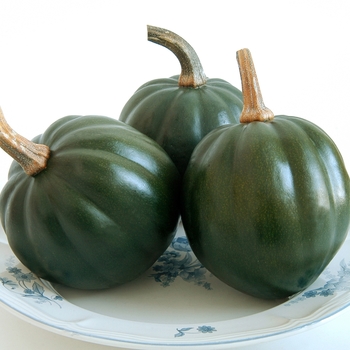 Cucurbita pepo 'Honey Bear' (063190)