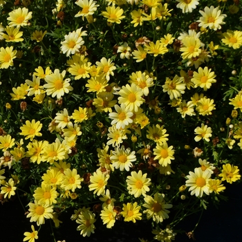 Argyranthemum frutescens 'Butterfly' (063195)