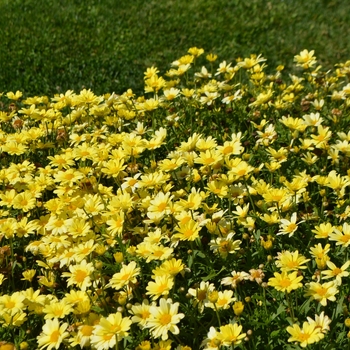 Argyranthemum frutescens 'Butterfly' (063196)