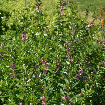 Angelonia angustifolia Angelface® 'Pink' (063198)