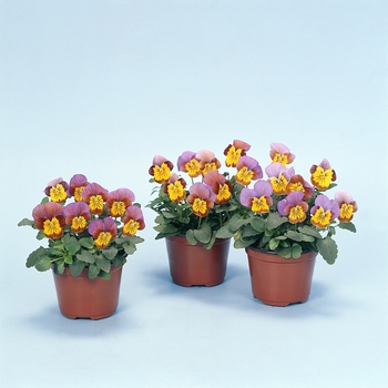 Viola cornuta Skippy XL 'Plum-Gold hybrid' (063217)