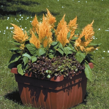 Celosia argentea plumosa 'Fresh Look Gold' (063219)