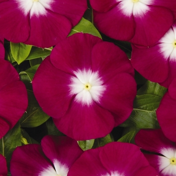 Catharanthus roseus 'Pacifica Burgundy Halo' (063223)