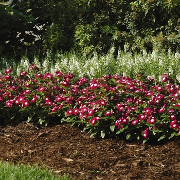 Catharanthus roseus 'Pacifica Burgundy Halo' (063224)