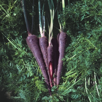 Daucus carota 'Purple Haze' (063225)