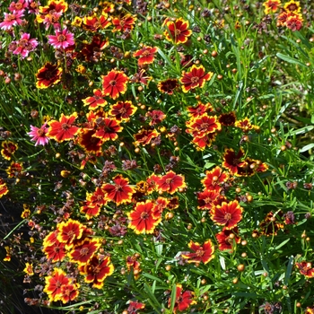 Coreopsis 'Highland Blast' (063231)