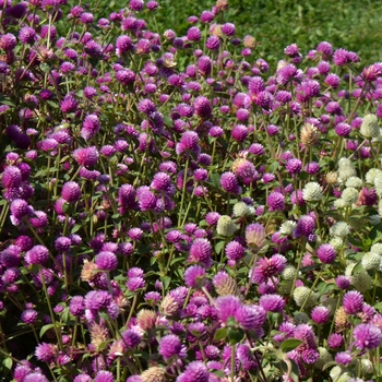 Gomphrena 'Pinball Snow Tip Lavender' (063233)