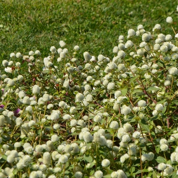 Gomphrena 'Pinball White' (063239)