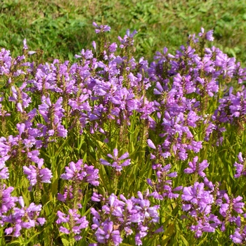 Physostegia virginiana 'Vivid' (063244)