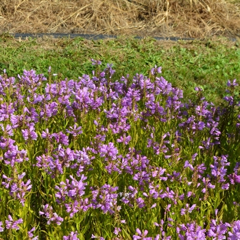 Physostegia virginiana 'Vivid' (063245)