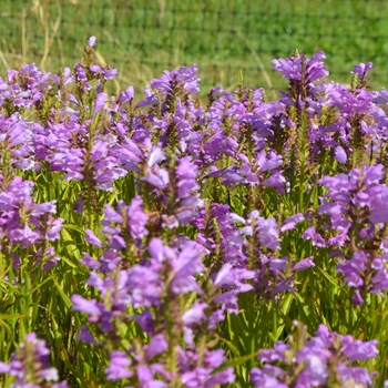 Physostegia virginiana 'Vivid' (063247)