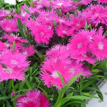 Dianthus Supra 'Purple' (063274)