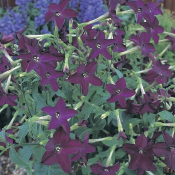 Nicotiana x alata Perfume 'Deep Purple' (063276)