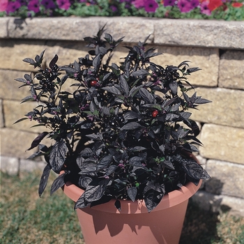 Capsicum annuum 'Black Pearl' (063278)