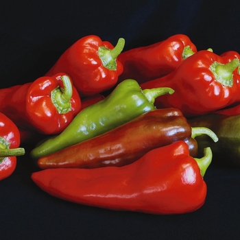 Capsicum annuum 'Carmen' (063279)