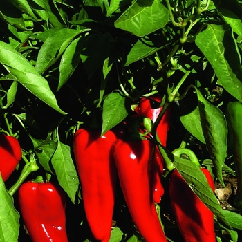 Capsicum annuum 'Carmen' (063280)