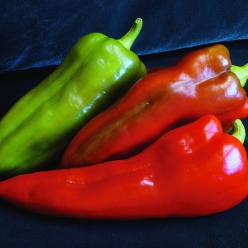 Capsicum annuum 'Carmen' (063282)