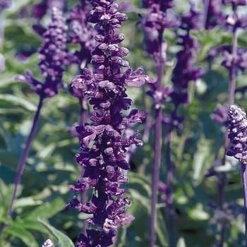 Salvia farinacea 'Evolution' (063297)